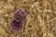 Autumn flowers