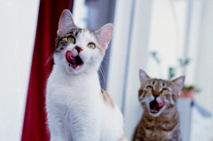 symmetrical-lick