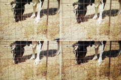 cow-eating
