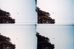 spot-the-bird