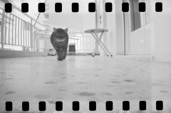 sprocket-cat
