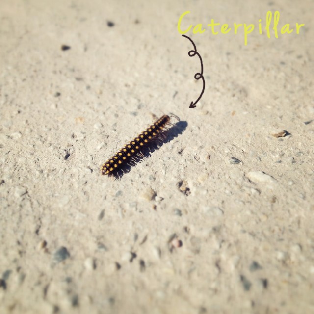 caterpillar