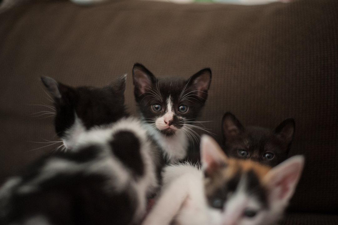 bunch of kittens